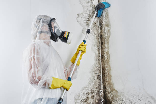 Best DIY Mold Remediation Support Services in Chadbourn, NC