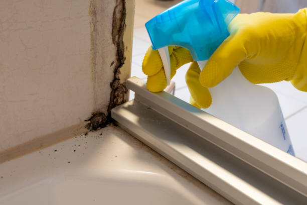Best Kitchen Mold Remediation in Chadbourn, NC