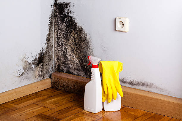 Best Crawl Space Mold Remediation in Chadbourn, NC