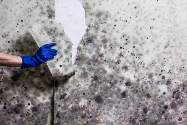 Best Industrial Mold Remediation in Chadbourn, NC